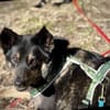 NELLO, Traumhund sucht Traumzuhause