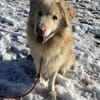 Retrievermischling Koko sucht Familie