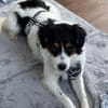 Brioche - Traumhund sucht Zuhause