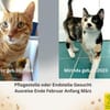 Werde Pflegestelle für Katzen in NOT