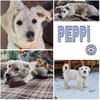 PEPPI -rundum tolles Hundekind-