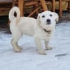 PEPPI -rundum tolles Hundekind-