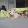 CLEO und ANUBIS, Sphynx