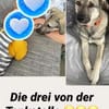 Tolle Hündin Lindy sucht liebe Menschen