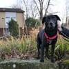 Zorro Labrador Mix Rüde 10Jahre in 72762
