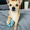 🐾 Da Vinci  sanfter kleiner Chihuahua