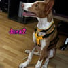 Jana2 liebe Podenco Ibicenco Junghündin!