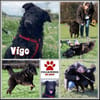 Vigo kraotischer Schäferhund Mix Rüde
