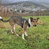 Loki - treuer, verspielter Schmusehund