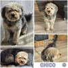 CHICO -sucht konsequente Menschen-
