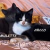 AMULETTE et ARCCO