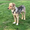 ZIMTI -rundum tolles Hundekind-