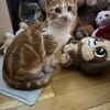 Kitte Diego sucht seinen Kuschelplatz