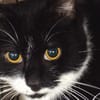 WILSON (FR)