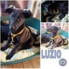 LUZIO -rundum tolles Hundekind-
