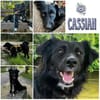 CASSIAN * ausgeglichener Herzenshund