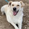 Alba, freundliche Hündin sucht Familie