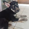 TOUPI, chiot Croisé Husky