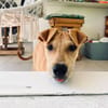 🐾 À L’ADOPTION – INDIE 🐾