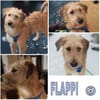 FLAPPI -freundlich & sportlich-
