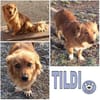 TILDI -ruhige, anhängliche Hündin-