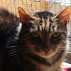 archibald