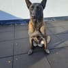 DAFNE, w., kastr., Malinois, 65 cm