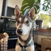 Lieber, junger Husky Mix Rüde
