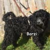 BORZI