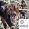 BIRNA -rundum tolles Hundekind-
