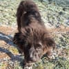 BIRNA -rundum tolles Hundekind-