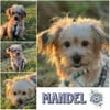 MANDEL * zauberhafter Terriermix
