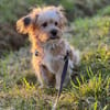MANDEL * zauberhafter Terriermix