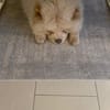 Jumy - Süße Chow-Chow Hündin