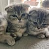 2 Scottish Fold Kitten