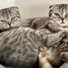 2 Scottish Fold Kitten