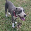 Xéna, Femelle X Braque de Weimar, née le 25/04/2024 🐶
