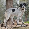 ALICIA