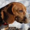 ARCHIE BOY - goldiger Beagle-Bub