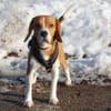 ARCHIE BOY - goldiger Beagle-Bub