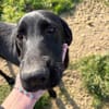 Rocky sucht eine Pflegestelle / Zuhause