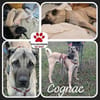 Kangal Mischling Cognac sucht zuhause