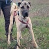 Kangal Mischling Cognac sucht zuhause