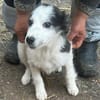 Ray, kleiner Hundemann sucht Zuhause