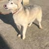Huskymix LUMi 😍 wartet im Vogtland