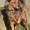 BUDDY