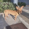 COCO, le pinscher