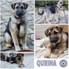QURINA -rundum tolles Hundekind-