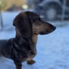 Dackelmädel sucht nette Menschen