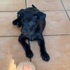 GUIZMO, Chiot mâle Croisé Labrador